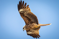 Milvus migrans lineatus