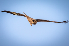 Milvus migrans lineatus