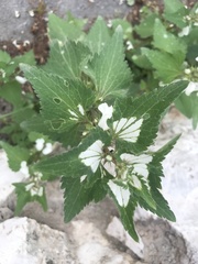 Lamium moschatum