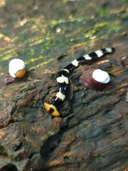 Diversibipalium engeli