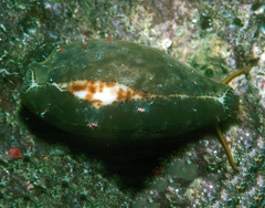 Eclogavena coxeni
