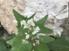 Lamium moschatum