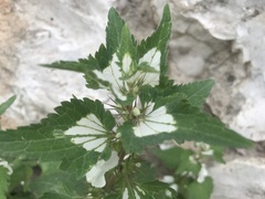 Lamium moschatum
