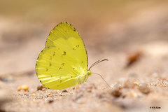 Eurema lacteola