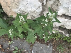 Lamium moschatum