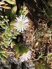 Delosperma guthriei