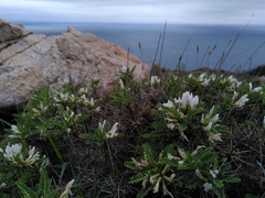 Astragalus tragacantha