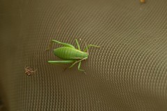 Isophya pyrenaea
