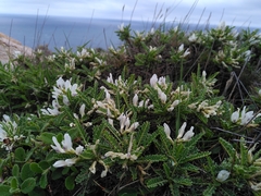 Astragalus tragacantha