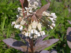 Asclepias glaucescens
