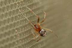Simitidion simile