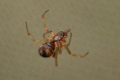 Simitidion simile