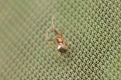 Simitidion simile