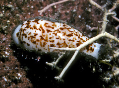 Eclogavena coxeni