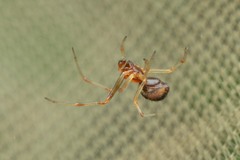 Simitidion simile