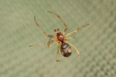 Simitidion simile