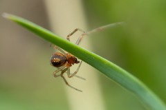 Simitidion simile