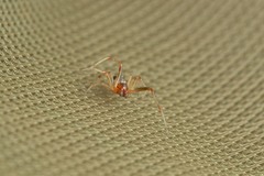 Simitidion simile