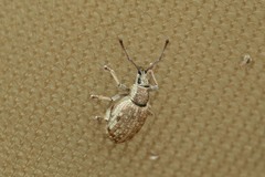 Peritelus sphaeroides