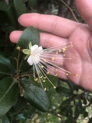 Capparis cynophallophora