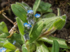 Myosotis refracta