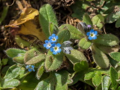 Myosotis refracta