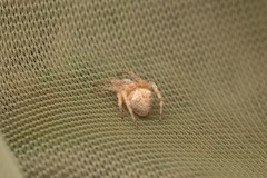 Araneus triguttatus