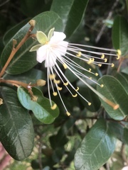 Capparis cynophallophora