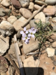 Erucaria hispanica