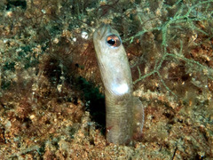 Black Garden Eel photo 3