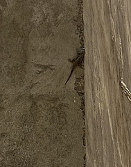 Acanthocercus gregorii