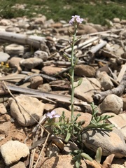 Erucaria hispanica