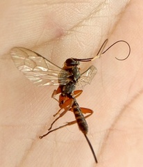 Lissopimpla albopicta