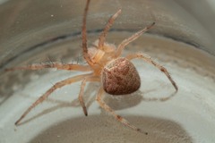 Araneus triguttatus