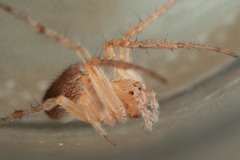 Araneus triguttatus