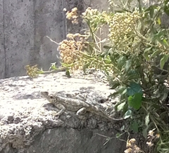 Acanthocercus gregorii