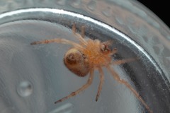 Araneus triguttatus