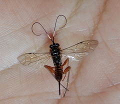 Lissopimpla albopicta