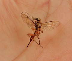 Lissopimpla albopicta