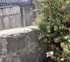 Acanthocercus gregorii