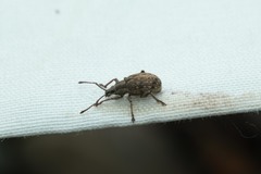 Peritelini