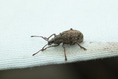 Peritelini