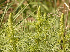 Reseda lutea