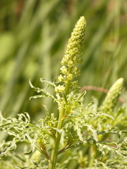 Reseda lutea