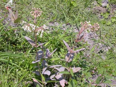 Asclepias glaucescens