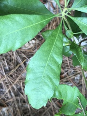Morella caroliniensis