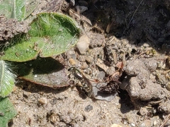 Halictus tumulorum
