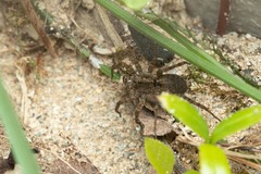 Pardosa hortensis