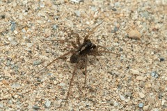 Pardosa hortensis