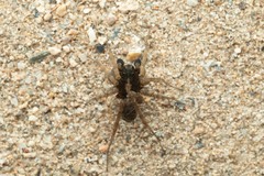 Pardosa hortensis